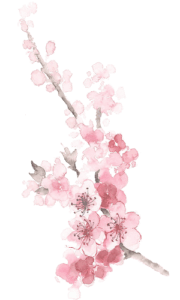 Filigrane branche cerisier rose