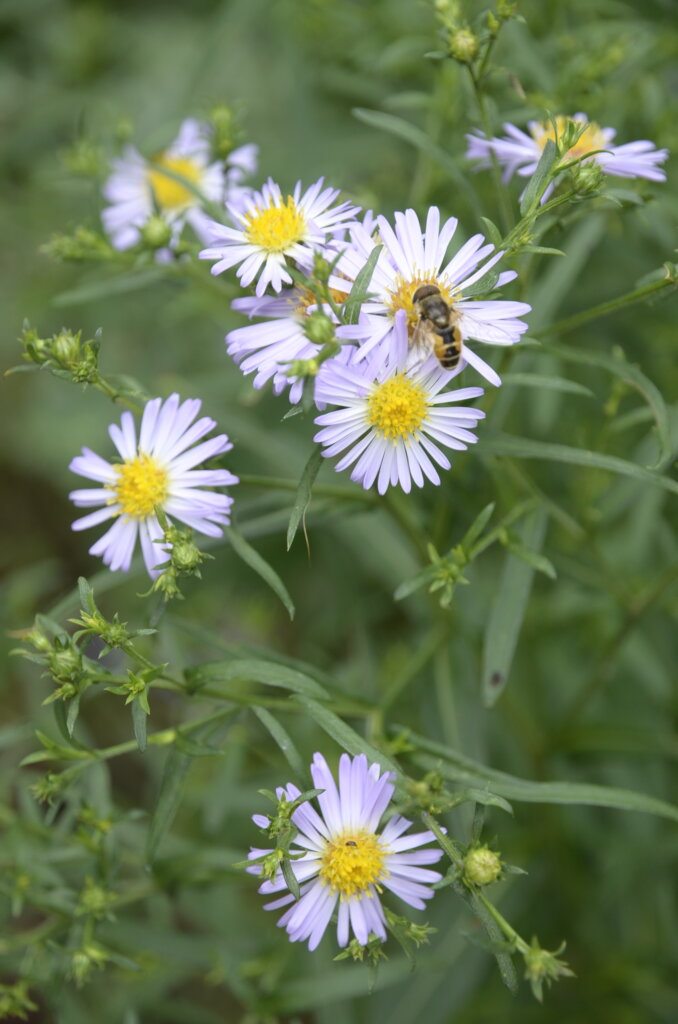 insecte fleur