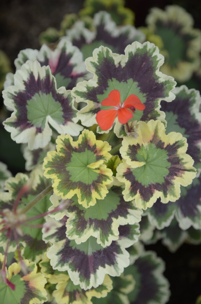 fleur