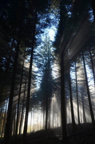 arbre lumineux arbre lumineux